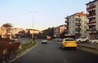 Yola fırlayan inekler kazaya sebep oluyordu