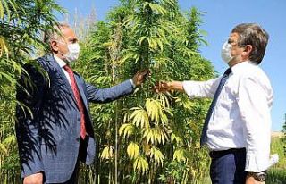 Yozgat Bozok Üniversitesi, endüstriyel keneviri...
