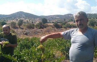 Yozgat’ta pekmez kazanları kaynamaya başladı