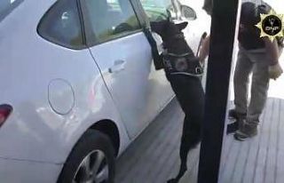 Yüklü miktarda kokainin kente girişini Jibby engelledi