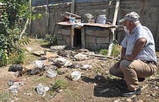 Yüksekova’da başıboş köpekler emekli öğretmenin...