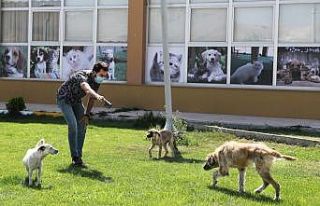 Yürüyemeyen köpek tedavi edildi