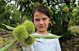 1000 rakımlı engebeli arazide bin bir zahmetli kestane...