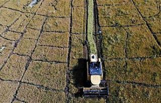 150 gün suyun içinde yetişen pirinçte hasat zamanı