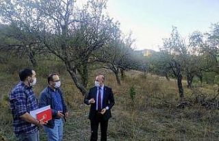 150 yıllık elma ağaçları koruma altına alınacak