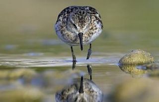 150’nin üzerinde kuş türünün bulunduğu Boğaçayı’nda...
