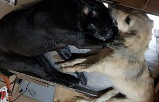 16 köpeği zehirleyerek öldürdüler...2 kişi gözaltında