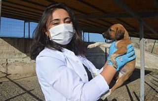 3 yılda bine yakın sokak köpeği sahiplendirildi
