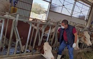 430 bin büyükbaş hayvan şap hastalığına karşı...