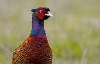 51 yılda 306 bin 675 sülün üretildi