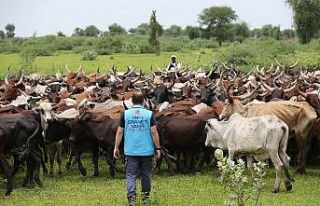 520 bin kişiye adak, akika ve şükür kurbanı eti...
