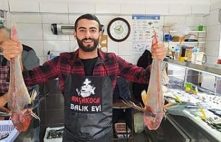 5’er kiloluk kırlangıç balıkları 500 liradan...