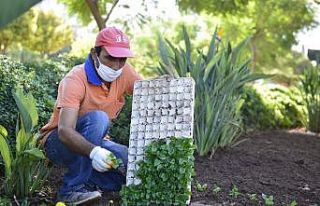 600 bin mevsimlik çiçek