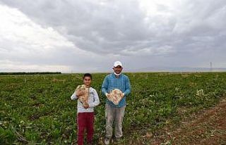 83 milyonluk ürün hasadı çiftçilerin yüzünü...