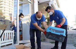 9 ayda 4 bin 520 sokak hayvanının bakım ve tedavisi...