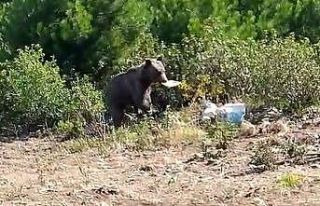 Aç kalan ayını orman işçileri besledi