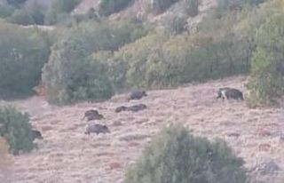 Aç kalan domuzlar sürüler halinde köylere indi