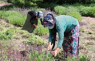Adaçayı köylülerin kazanç kapısı oldu