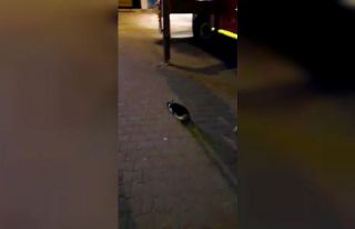 Ağaçta mahsur kalan kediyi itfaiye kurtardı