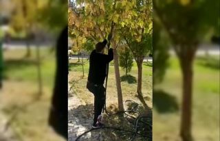 Ağaçta mahsur kalan yaramaz kedi, itfaiye tarafından...