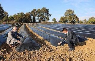 Ahududu ve böğürtlen yetiştiriciliği merkezi...