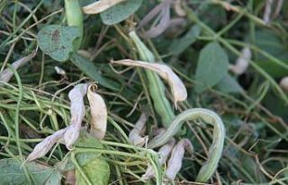 Akçabelen şeker fasulyesi coğrafi işaret tescil...