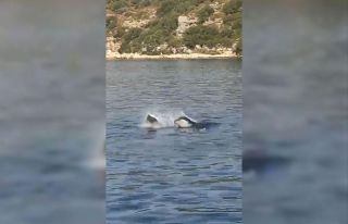 Akdeniz fokundan ibretlik ‘çöp tepkisi’