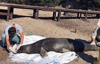 Akdeniz fokunun ölüm nedeni araştırılıyor