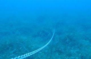 Akdeniz’in Amazon ormanları Posidonia’ya, çapa...