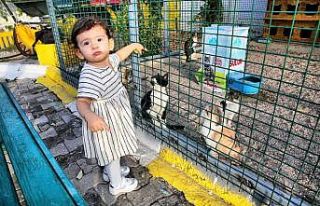 Aksaray’daki hayvan barınağında kedilere özel...