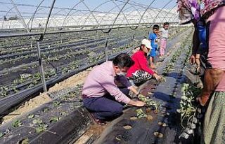 Aksu’da çilek fideleri toprakla buluştu