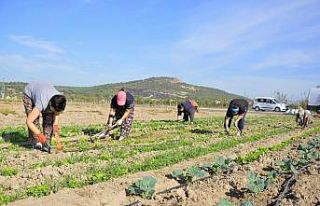 Aliağalı kadınlardan doğal tarım atağı