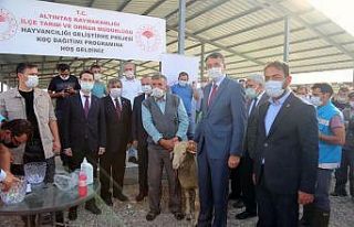 Altıntaş’ta 61 üreticiye 86 adet Merinos ırkı...