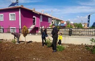 Altıntaş’ta okullarda fidan dikildi