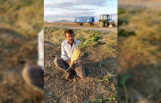 Altıntaş’ta pancar hasadı