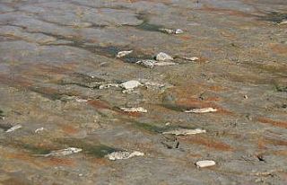 Amasya’da barajlardaki su miktarı dip yaptı, balıklar...