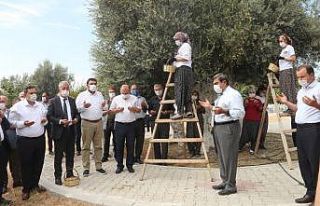 Anıt ağacın zeytini Cumhurbaşkanı Erdoğan’a...