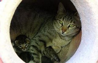 Anne kedi, dekoratif küpün içinde dördüz doğurdu