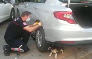 Anne kedi yavrusu kurtarılırken bir an olsun başından...