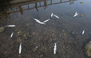 Antalya’da derede yüzlerce balık telef oldu