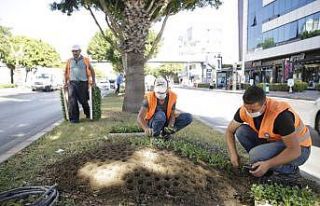 Antalya’da, kışlık çiçekler toprakla buluştu