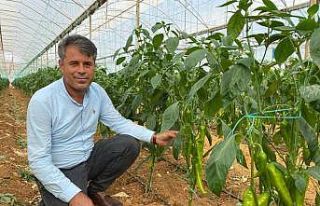 Antalyalı çiftçiler yerli ve milli tohumla üretiyor