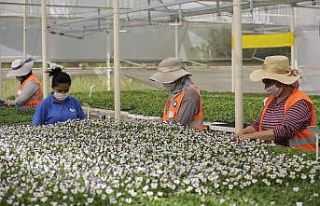 Antalya’nın kışlık çiçekleri hazır