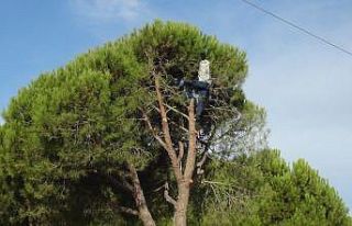 Antalya’nın kozalağı Aydınlı işçilerin mahareti...