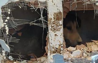 Apartman boşluğuna düşen köpeği duvarı delerek...