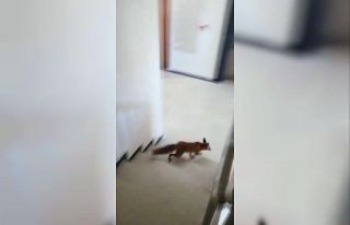 Apartmana giren tilki katları tek tek gezdi