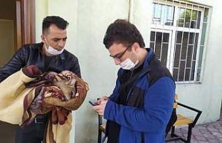 Araba çarpan Saz Kedisi tedavi altına alındı