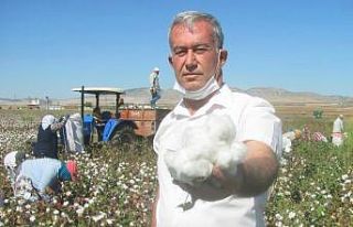 Araban’da beyaz altının hasadı başladı
