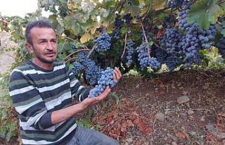 Arapgir’in meşhur köhnü üzümü artık Esenlik...