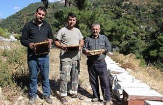 Arı kovanlarının içerisindeki esrarengiz olaylar...